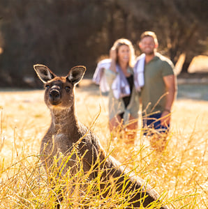 Kangaroo Island is home to some of Australia’s most beautiful walking trails