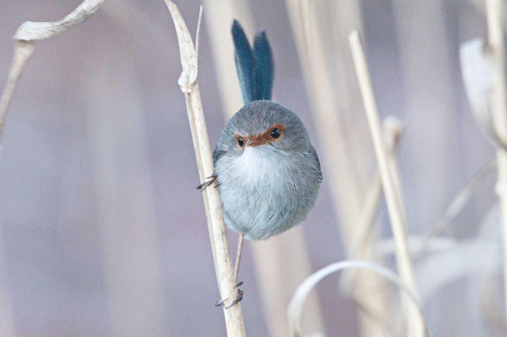 Superb Fairy-wrens Seadragon Lodge on Kangaroo Island, photographer: Nikki Redman, showcasing the island's unique wildlife and diverse bird species