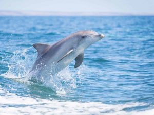 About-Us-Marine-Mammals-Bottlenose-Dolphins-Sea-Dragon-Kangaroo-Island-Lodge-Accommodation-Hotel-credit-Chris-Bray-250631-300x225