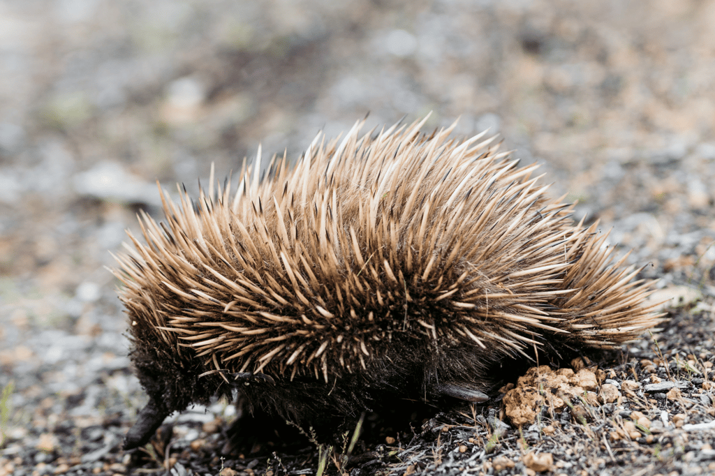 Best hotels for nature lovers on Kangaroo Island, including Sea Dragon Lodge South Australia with private wildlife tours