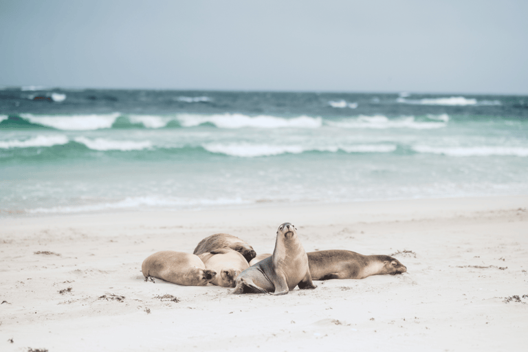 Australian sea lions resting on the rugged coast of Kangaroo Island, South Australia. The seals lie on sunlit rocks and sandy beaches, surrounded by clear blue waters. Visitors can observe these playful marine animals in their natural habitat, adding a unique wildlife experience to Kangaroo Island tours.