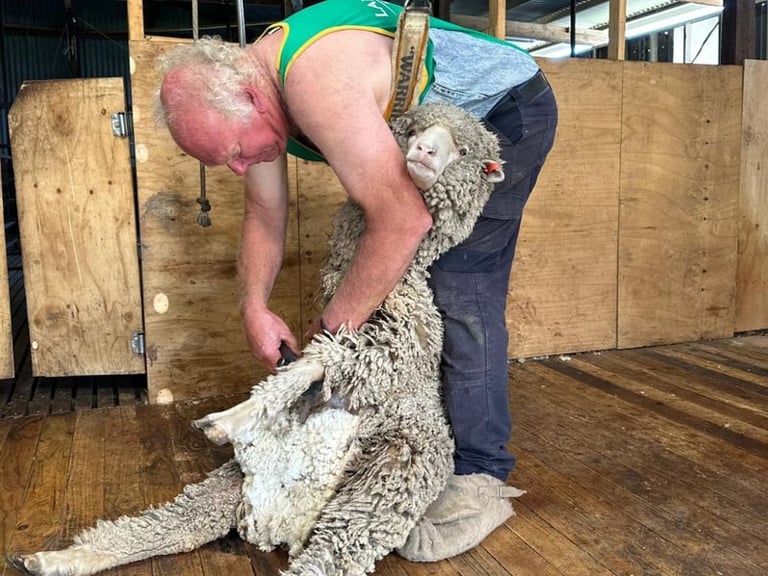 Sheep Shearing on Kangaroo Island On Site and Nearby Experiences