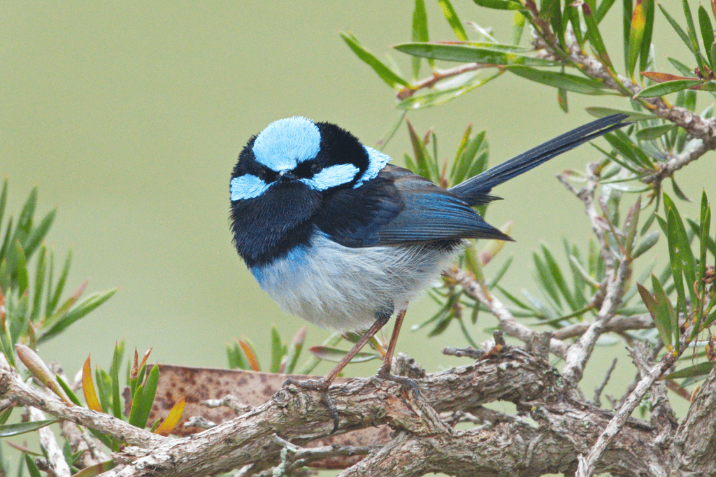 Blue Fairy Wren Seadragon Lodge on Kangaroo Island, photographer: Nikki Redman, showcasing the island's unique wildlife and diverse bird species