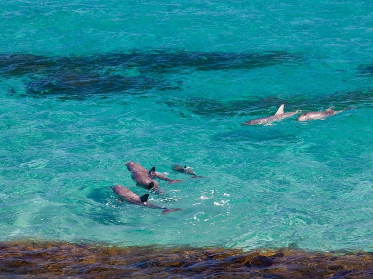 Location Other Attractions Swimming with dolphins and seals
