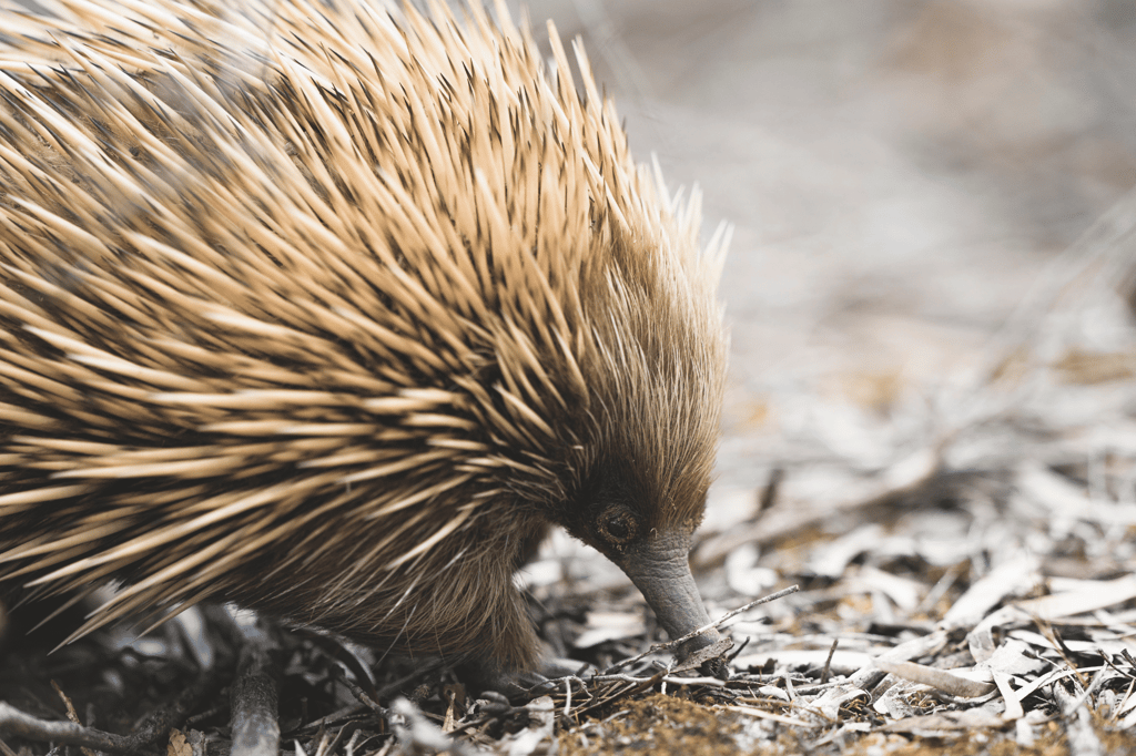 Best hotels on Kangaroo Island, including Sea Dragon Lodge South Australia, where guests can enjoy native wildlife