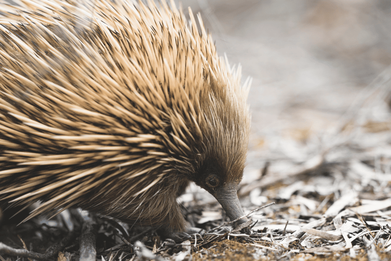 Best hotels on Kangaroo Island, including Sea Dragon Lodge South Australia, where guests can enjoy native wildlife