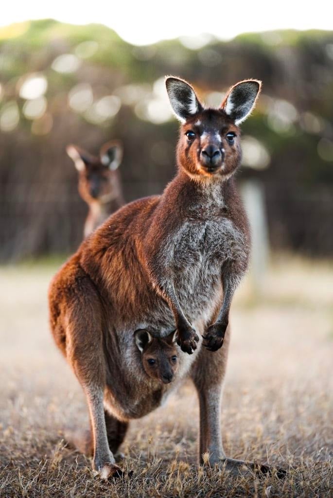 Sea Dragon Lodge Kangaroo Island South Australia offers family-friendly accommodation with access to native wildlife and eco-tours