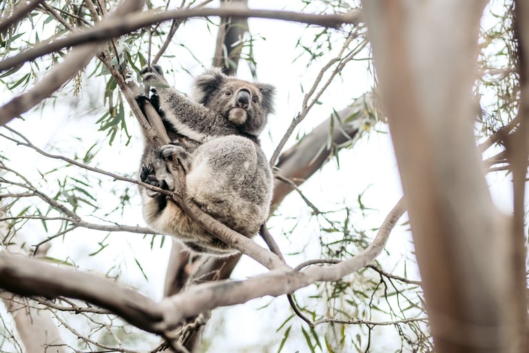 Koala in a tree on Kangaroo Island