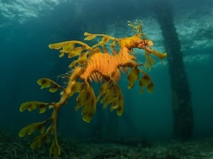 Leafy Sea Dragon