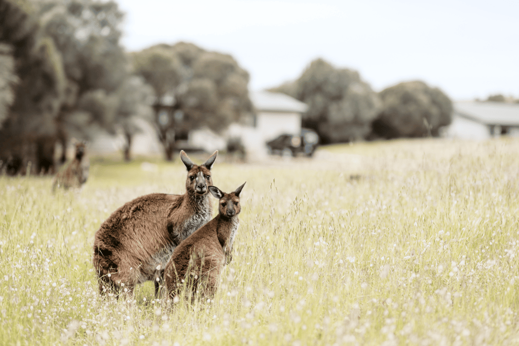 Sea Dragon Lodge Kangaroo Island South Australia offers family-friendly accommodation with access to native wildlife and eco-tours