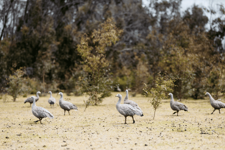 Best hotels on Kangaroo Island for wildlife lovers include Sea Dragon Lodge South Australia with eco-friendly accommodation options