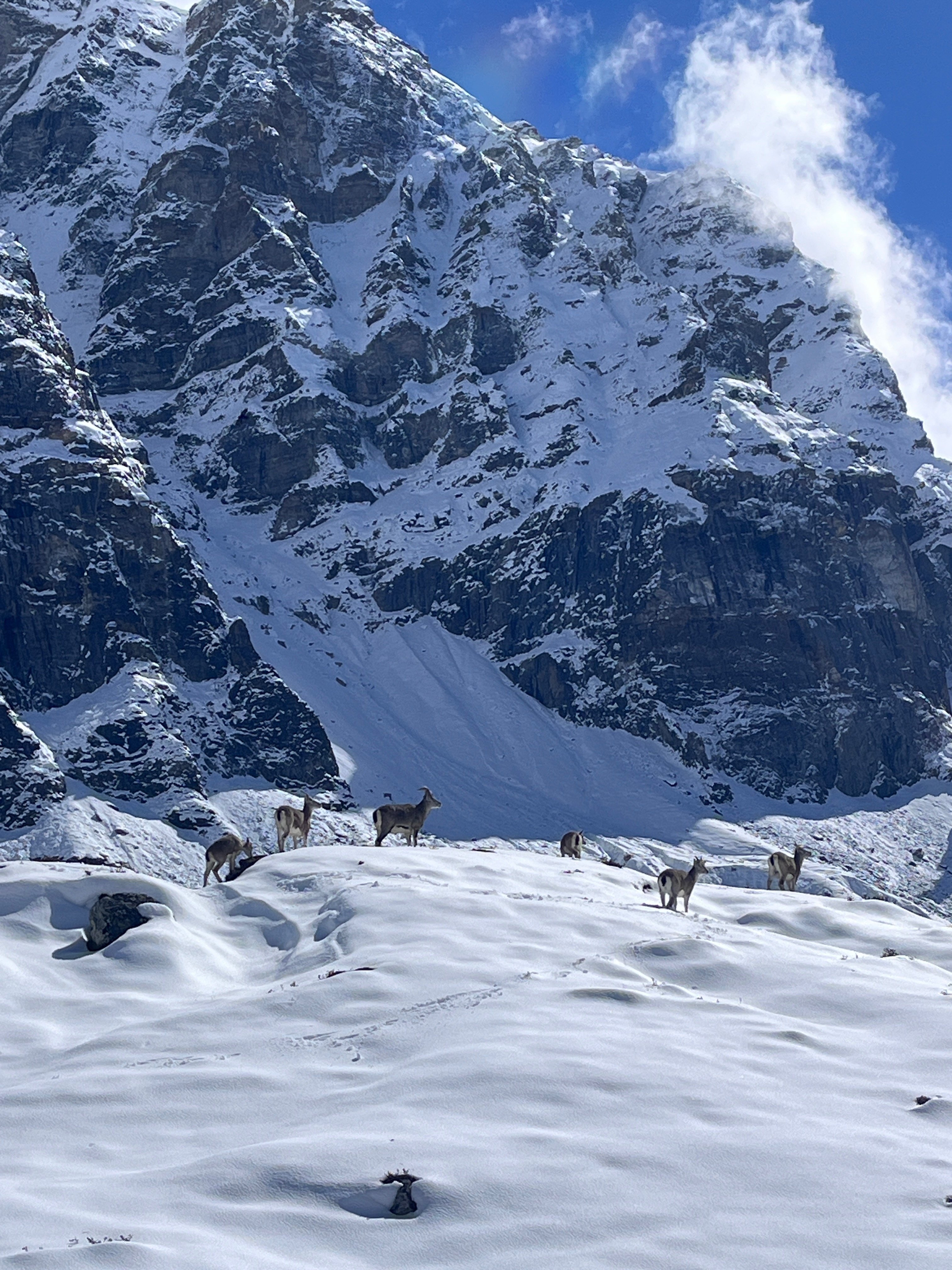 Kanchenjunga Circuit Trek — 22 Days | North & South Base Camp — photo 22