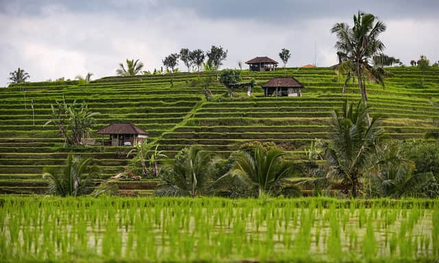 Jatiluwih rice terraces, Bali