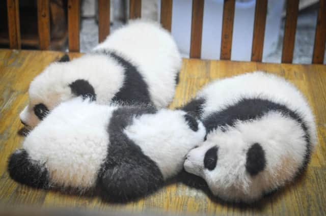 Baby giant pandas at the Chengdu breeding base