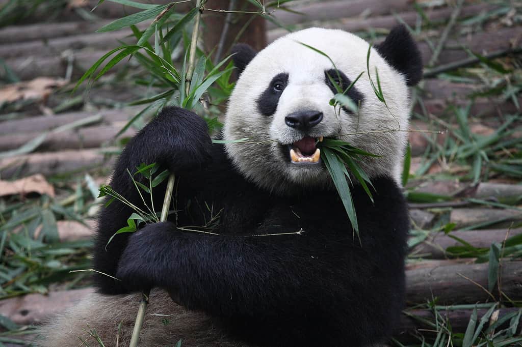 Giant panda eating bamboo in Chengdu