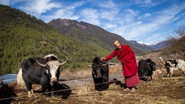 Where to See Yaks, Wildflowers & Untouched Himalayan Landscapes in Nepal