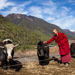 Where to See Yaks, Wildflowers & Untouched Himalayan Landscapes in Nepal