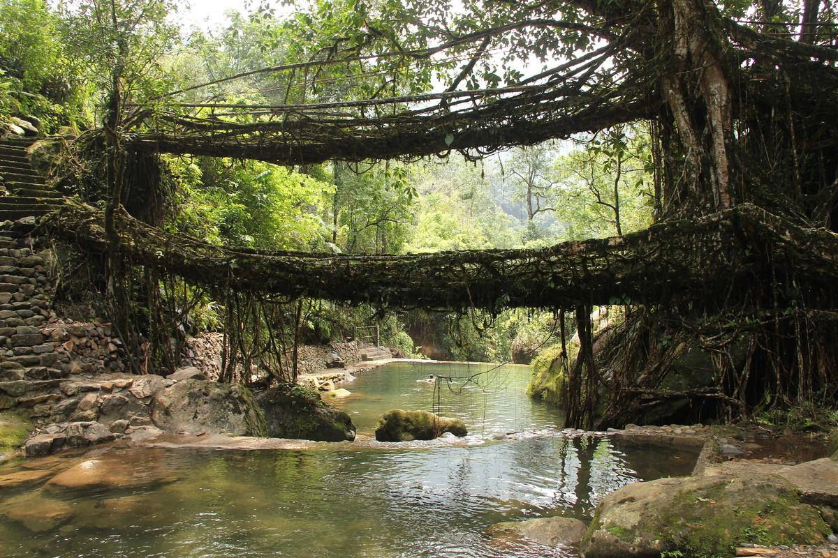 Living Root Bridges (Living root bridge)
