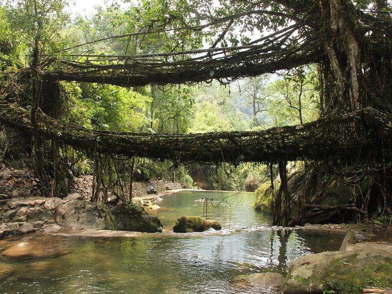 Living Root Bridges