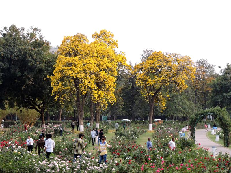 Rose Garden (Zakir Hussain Garden)
