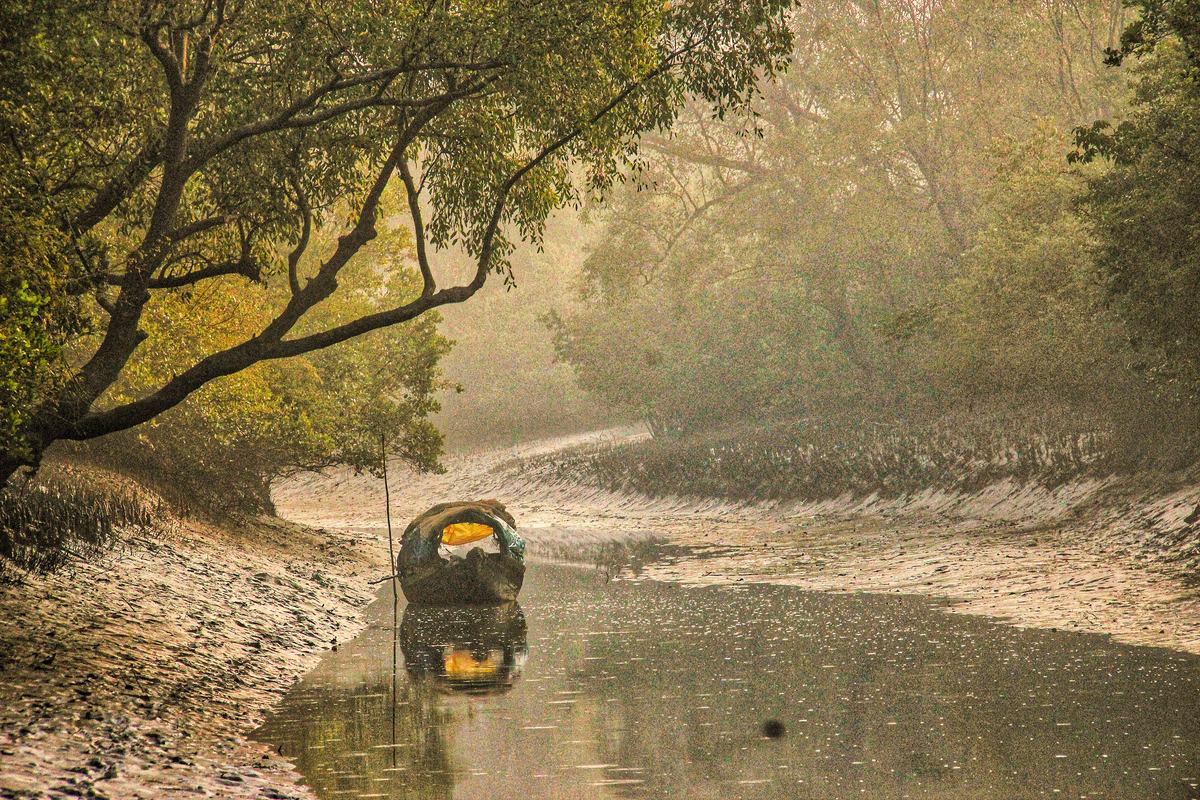 Sundarbans (Sundarbans)