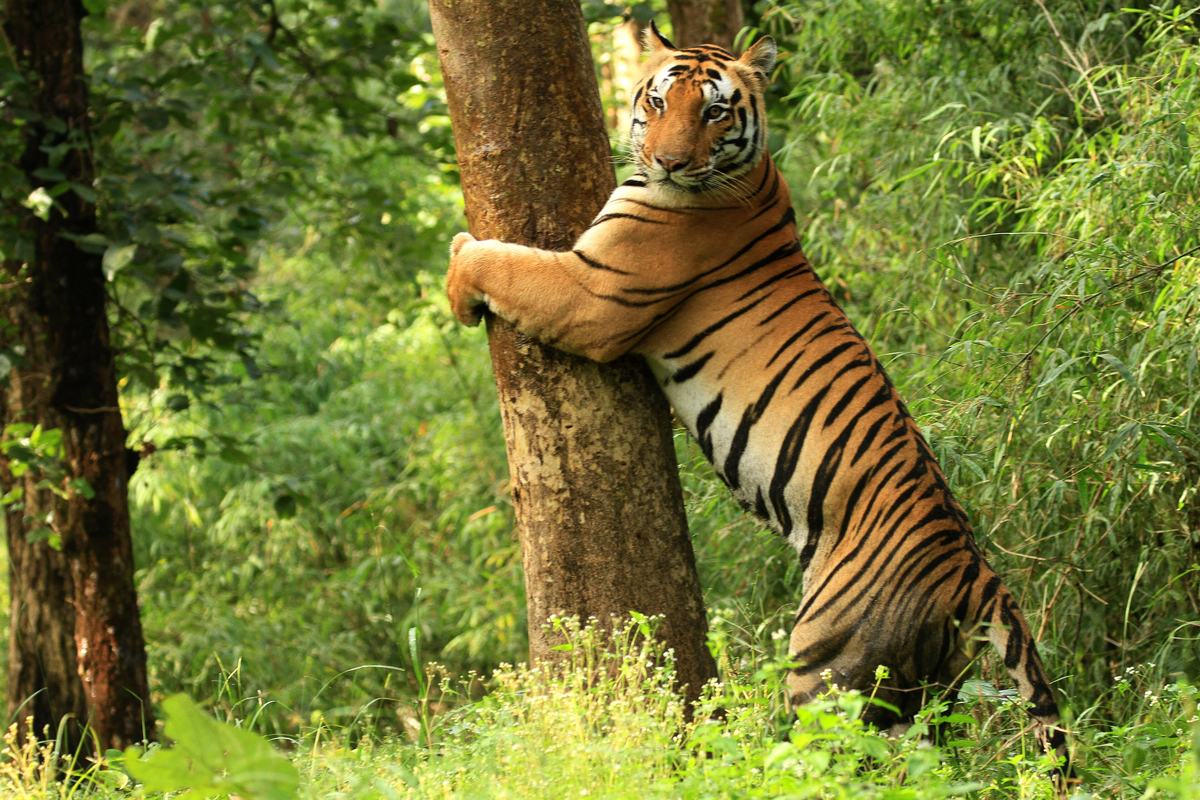 Kanha National Park (Kanha Tiger Reserve)