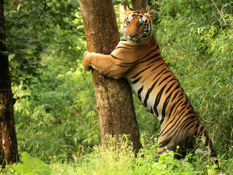 Kanha National Park