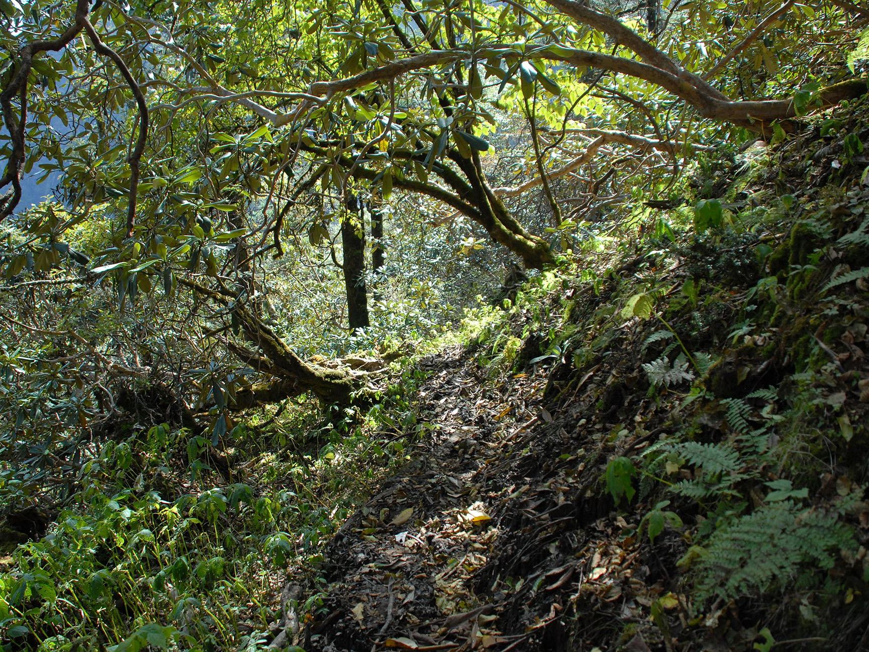 Descending through rhododendron forest