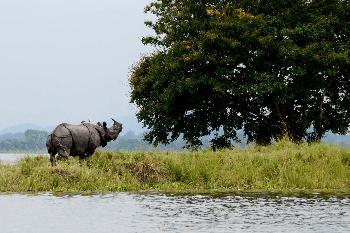 Kaziranga National Park (Kaziranga National Park)