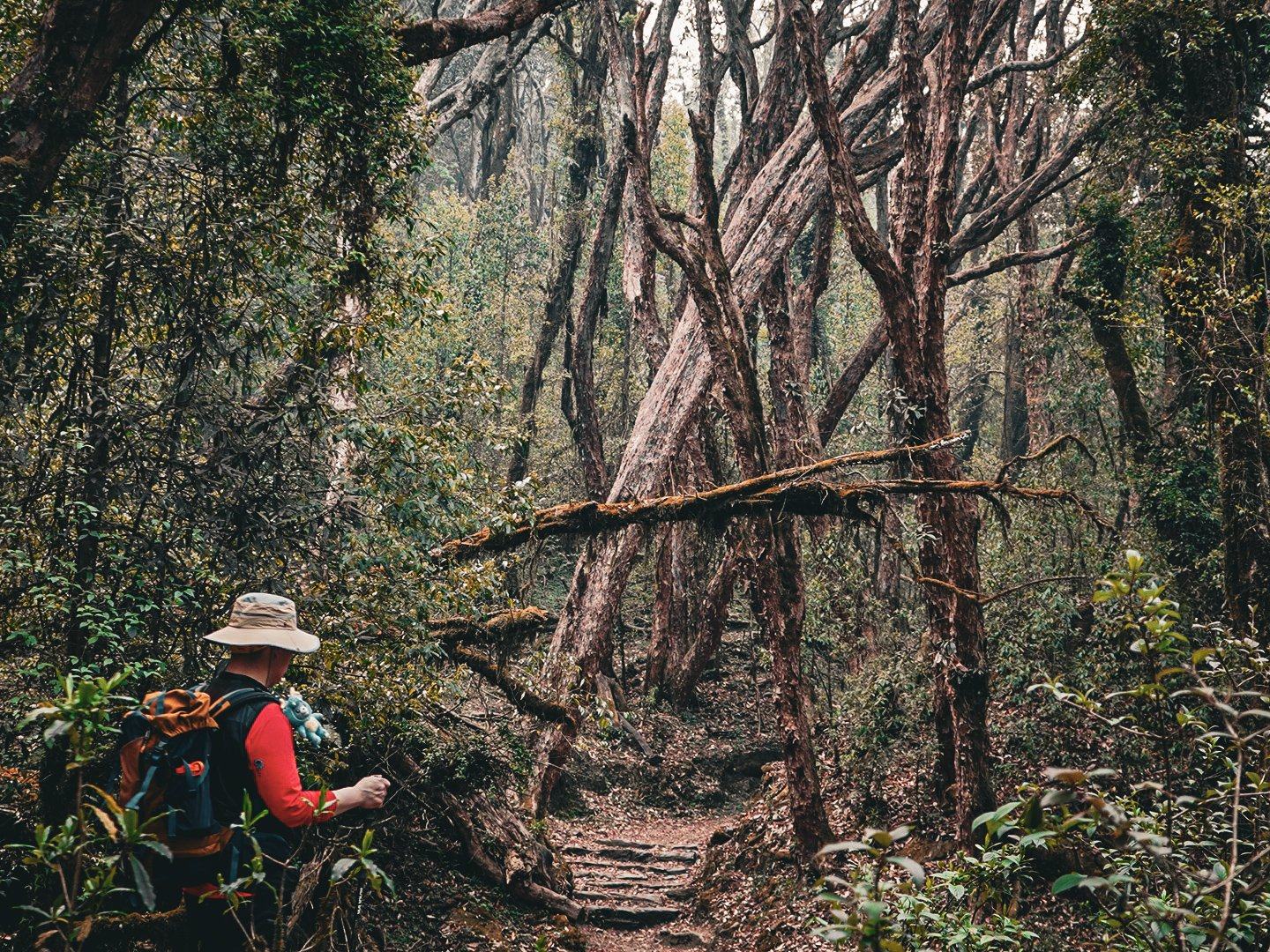The forest trail toward Jhinu Danda