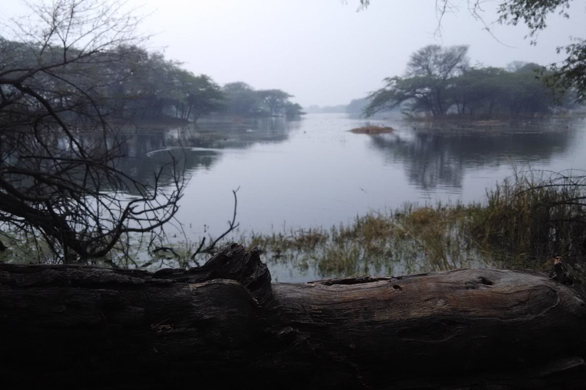 Sultanpur National Park (Sultanpur National Park)