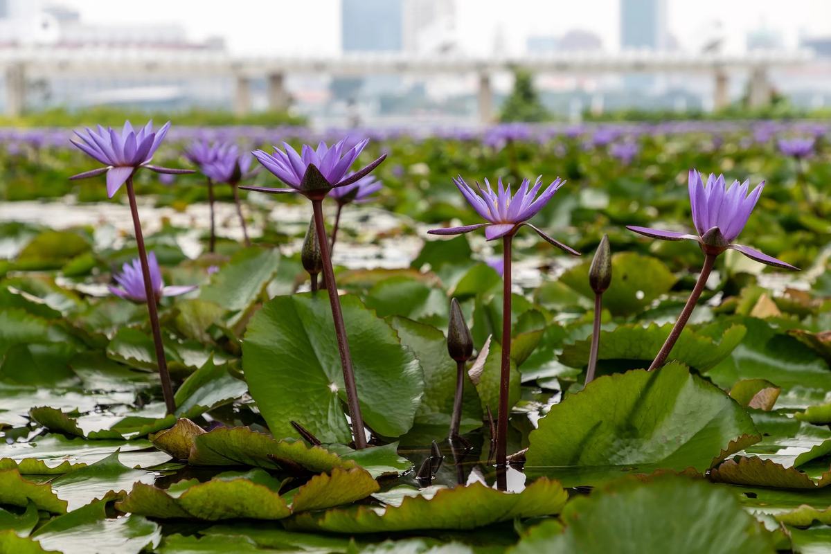 Purple water lilies in the lily pond outside the ArtScience Museum, Singapore