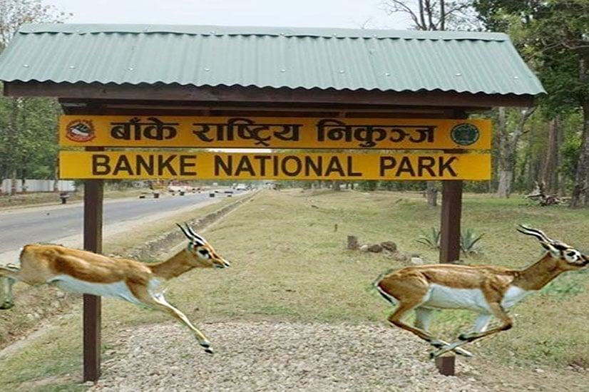 Banke