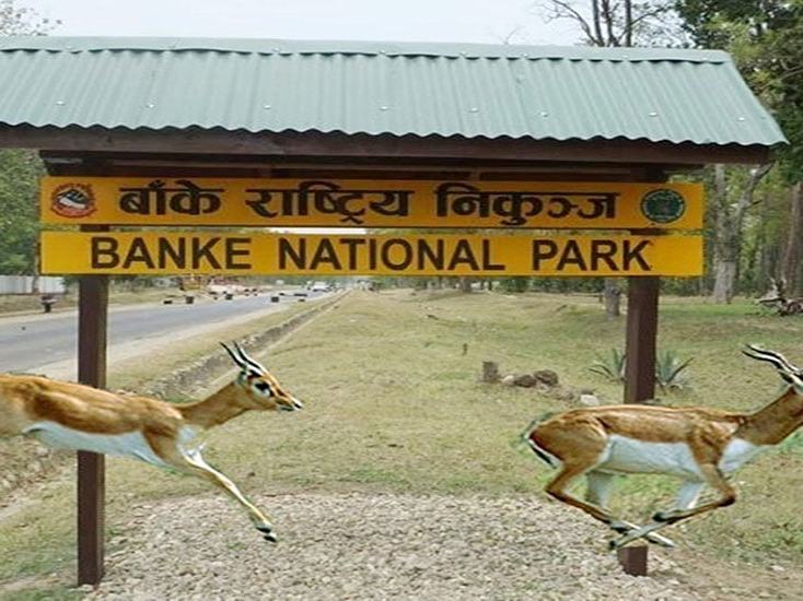 Banke