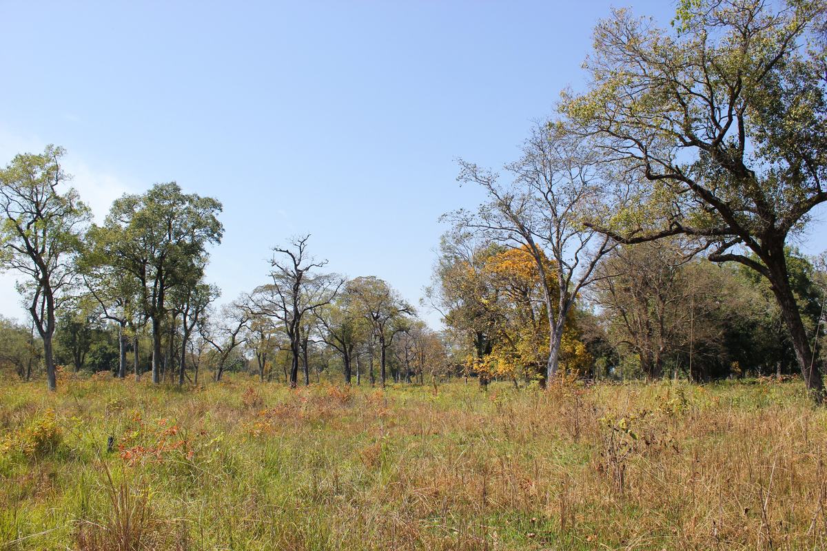 Bardiya National Park
