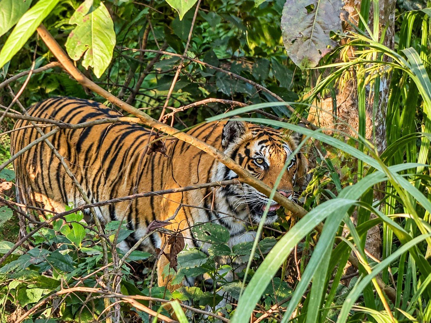 A Bengal tiger half hidden in dense jungle grass, Chitwan National Park, Nepal