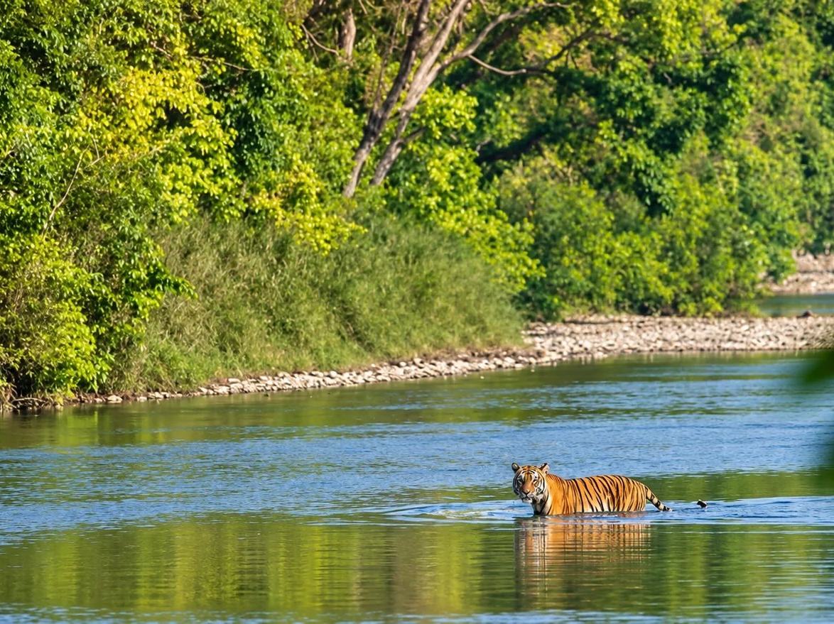 A Bengal tiger wading across a calm forest river lined with green jungle, western Nepal