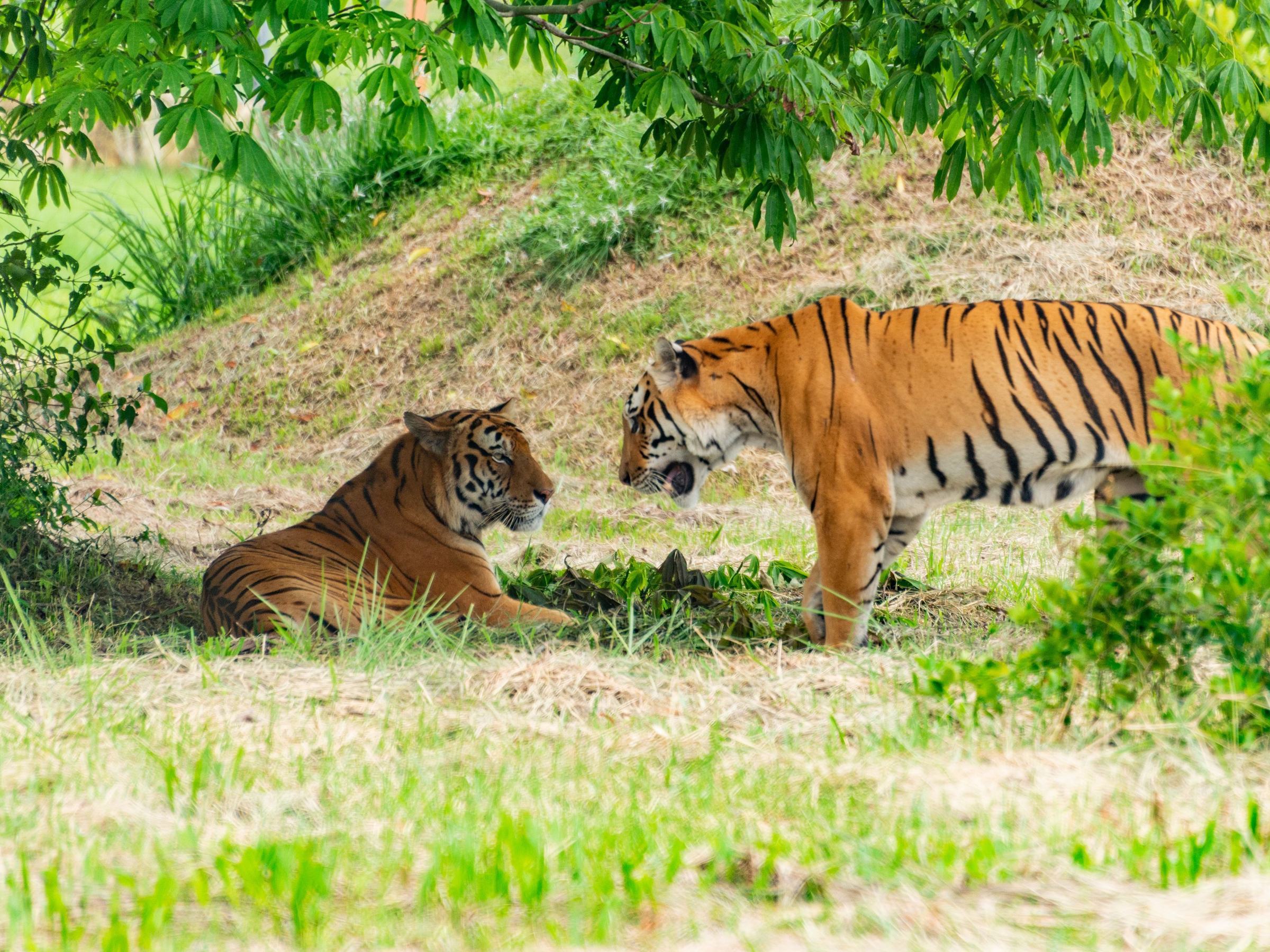 bengal-tiger.jpg