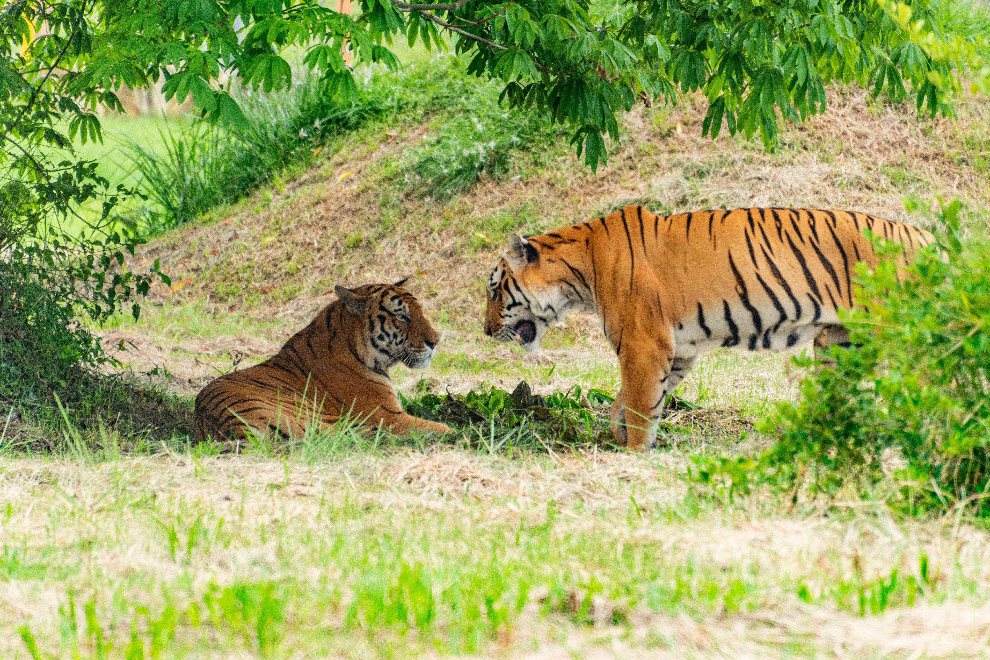 bengal-tiger.jpg