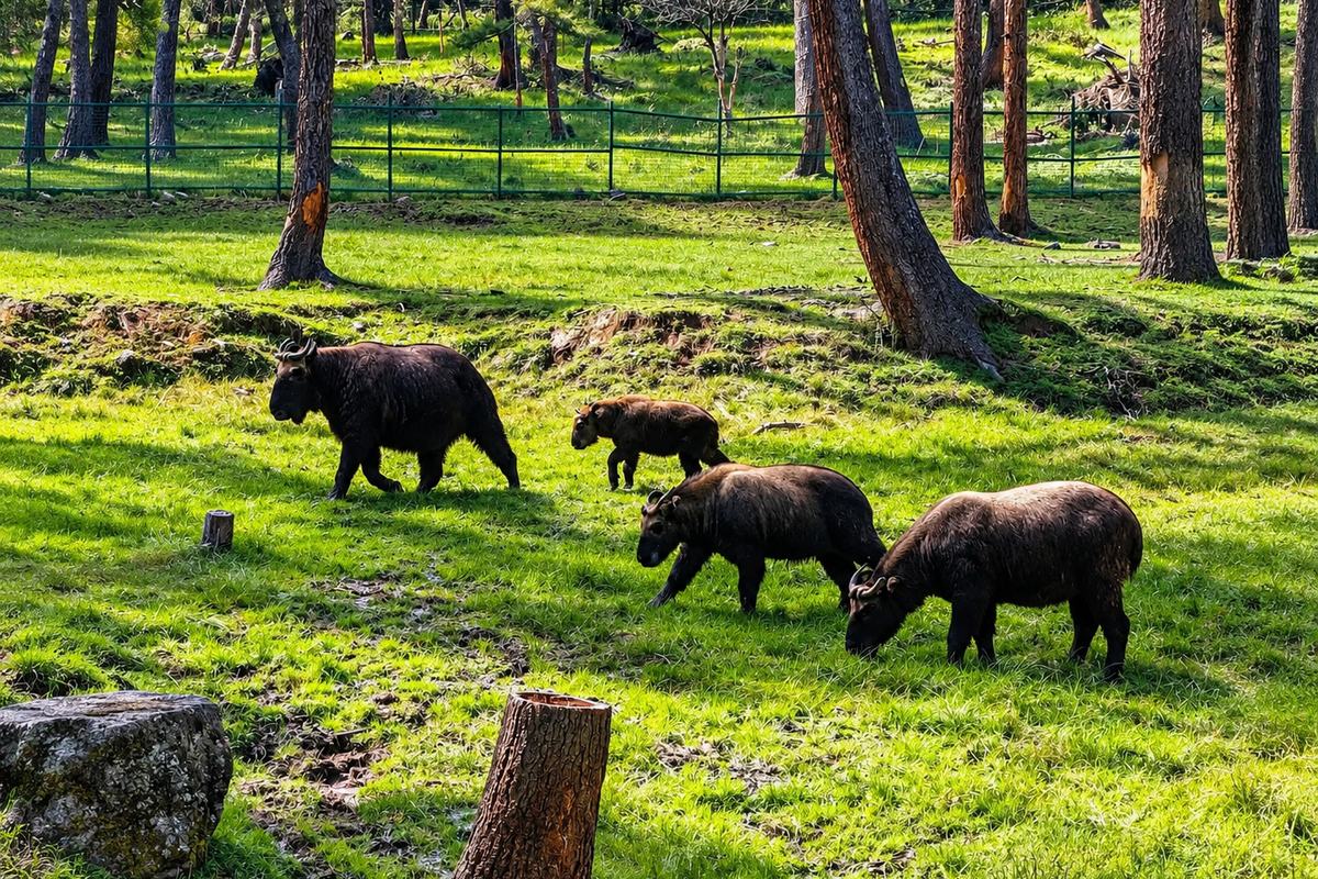 A takin in the preserve above Thimphu