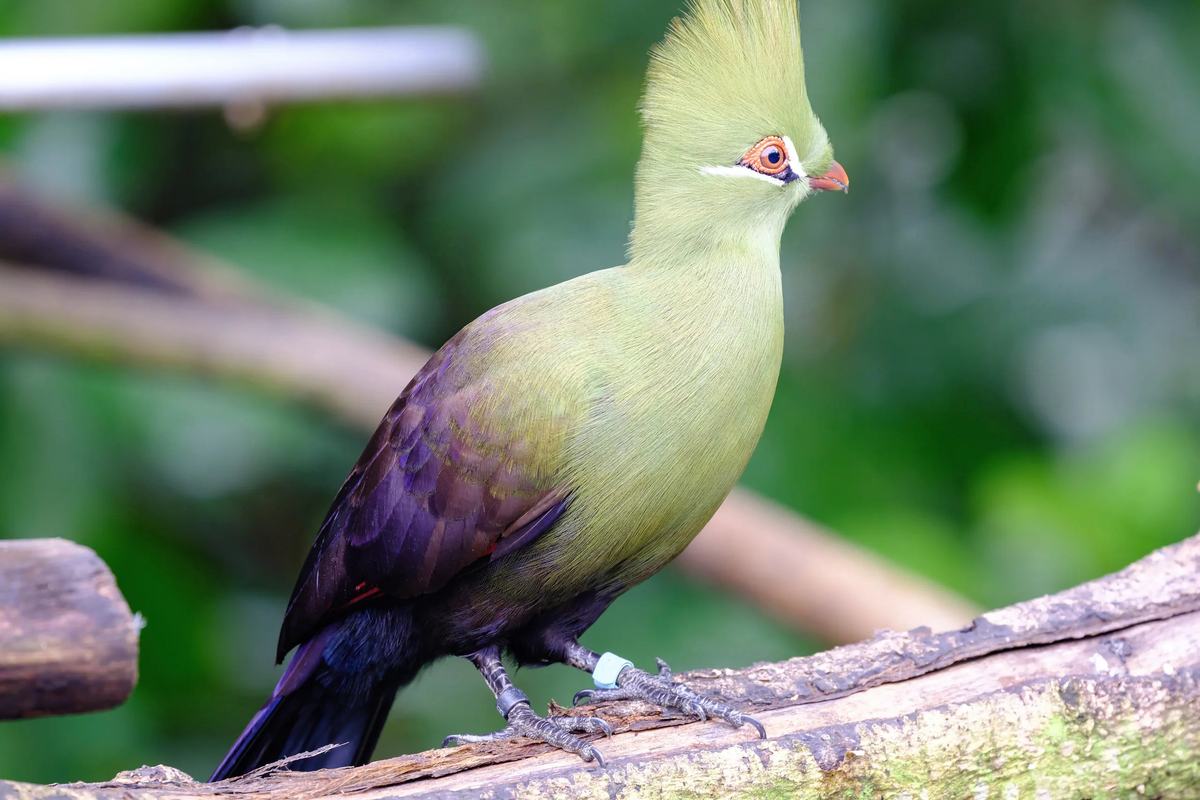 A crested turaco perched on a branch at Bird Paradise, Singapore