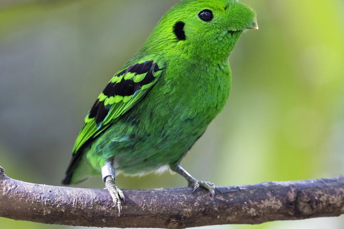 A green broadbill perched on a branch at Bird Paradise, Singapore