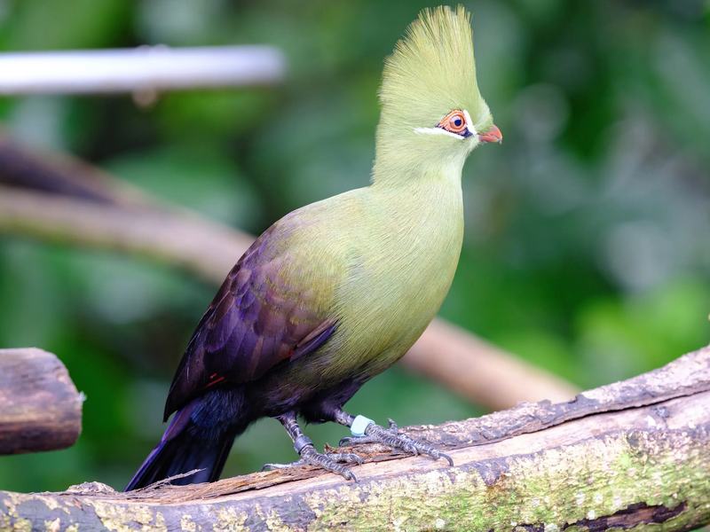 Bird Paradise