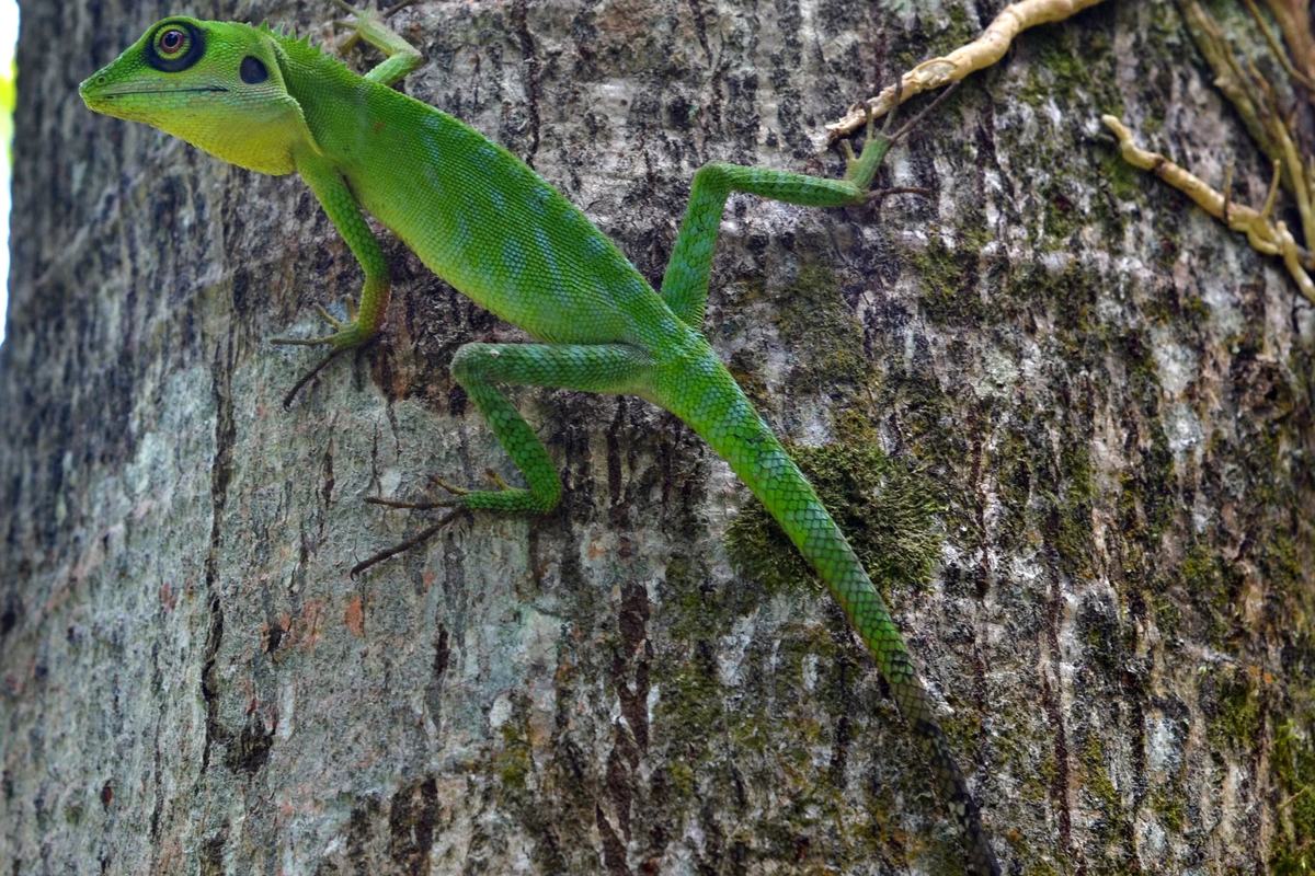 A green crested lizard climbing a tree trunk at Bukit Batok Nature Park, Singapore