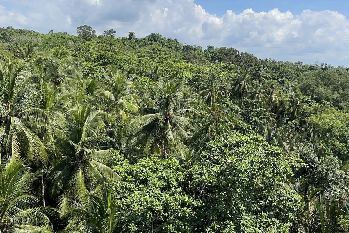 The coastal forest and coconut palms of Chek Jawa seen from above, Singapore