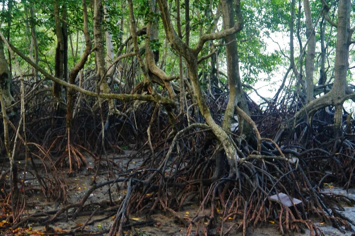Tangled mangrove roots on the mudflat at Chek Jawa Wetlands, Pulau Ubin, Singapore