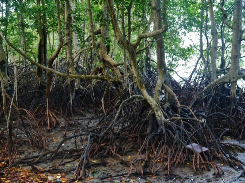 Chek Jawa Wetlands