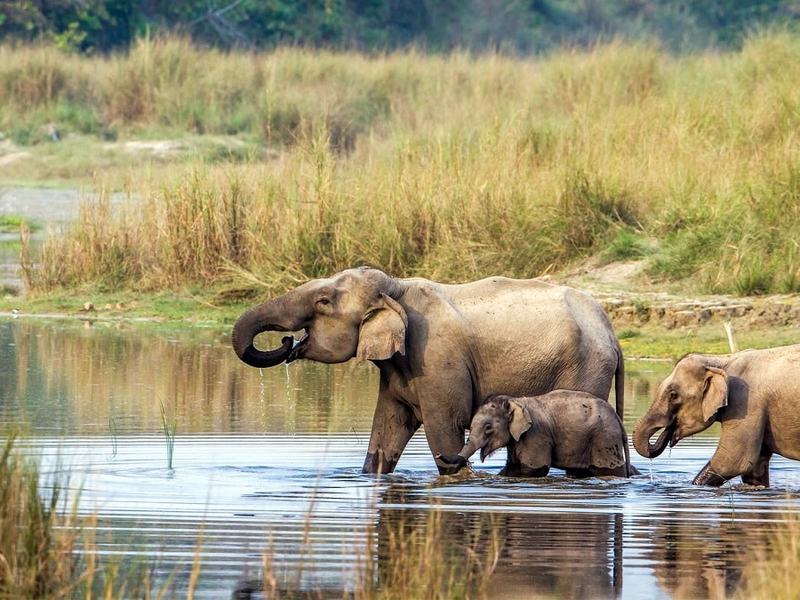 Wildlife Safari & Rhino Sightings in Chitwan National Park