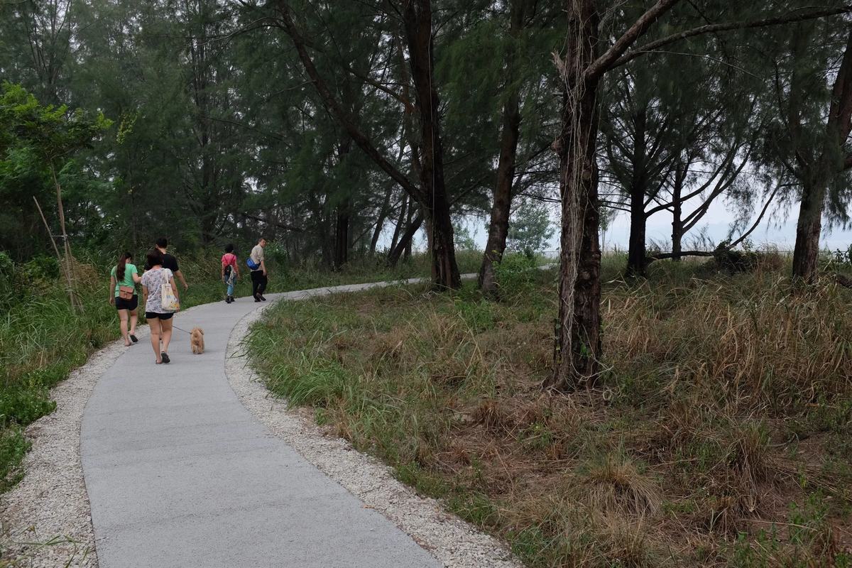 Walkers on the path through casuarina trees at Coney Island Park, Singapore