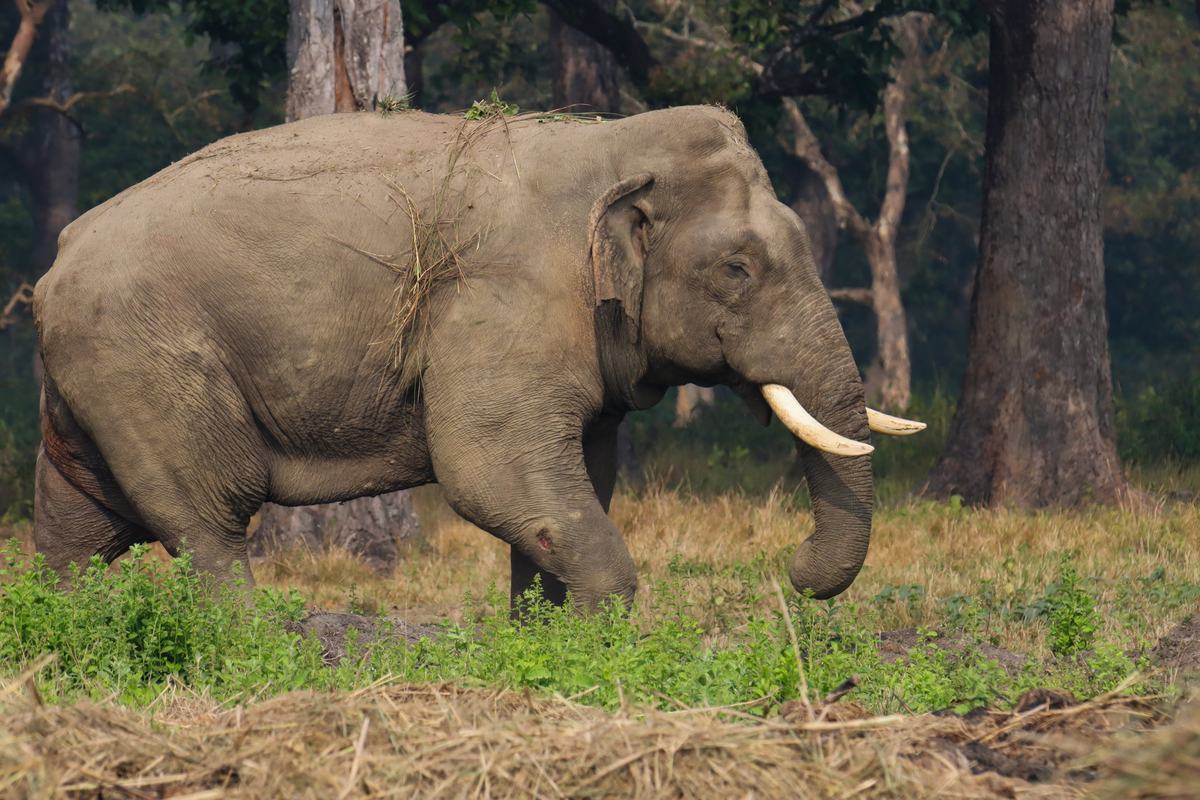 Elephant Breeding Center